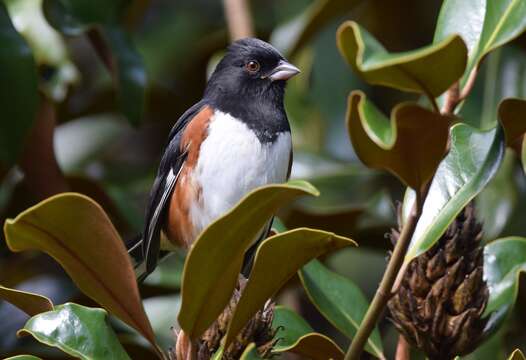 Image of Eastern Towhee