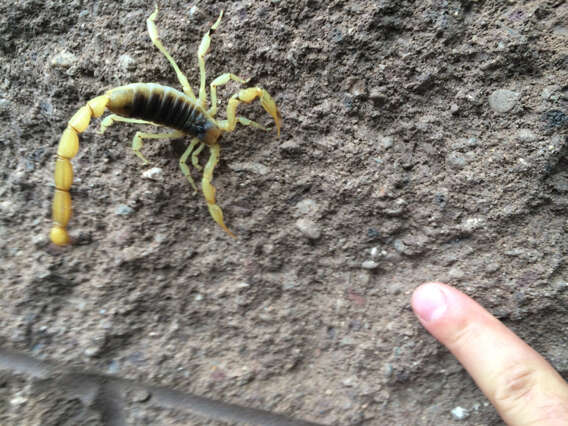 Image of Arizona Hairy Scorpion