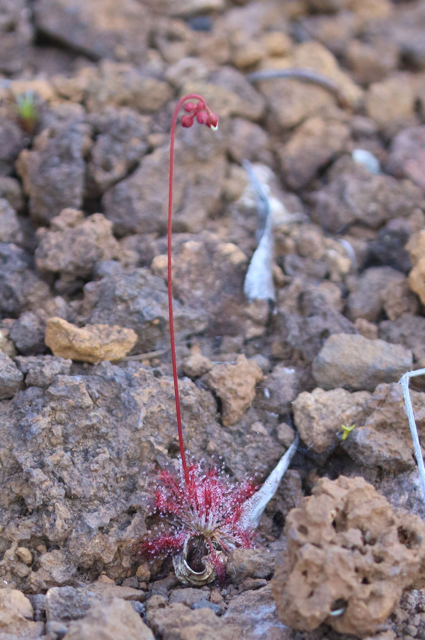 Imagem de Drosera neocaledonica R. Hamet