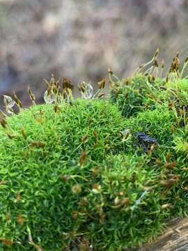 Image of dicranoweisia moss