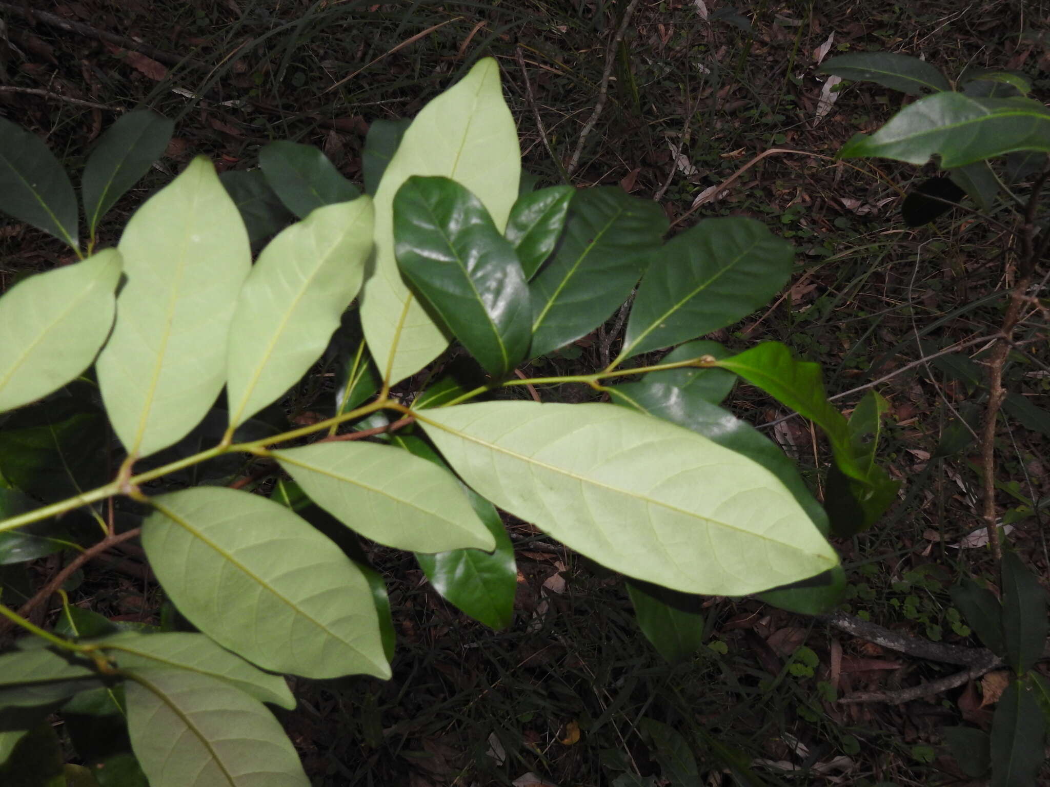 Image de Cryptocarya glaucescens R. Br.