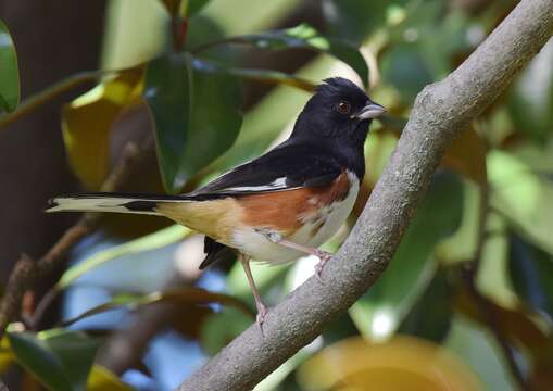 Image of Eastern Towhee