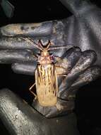 Image of Long-horned beetle