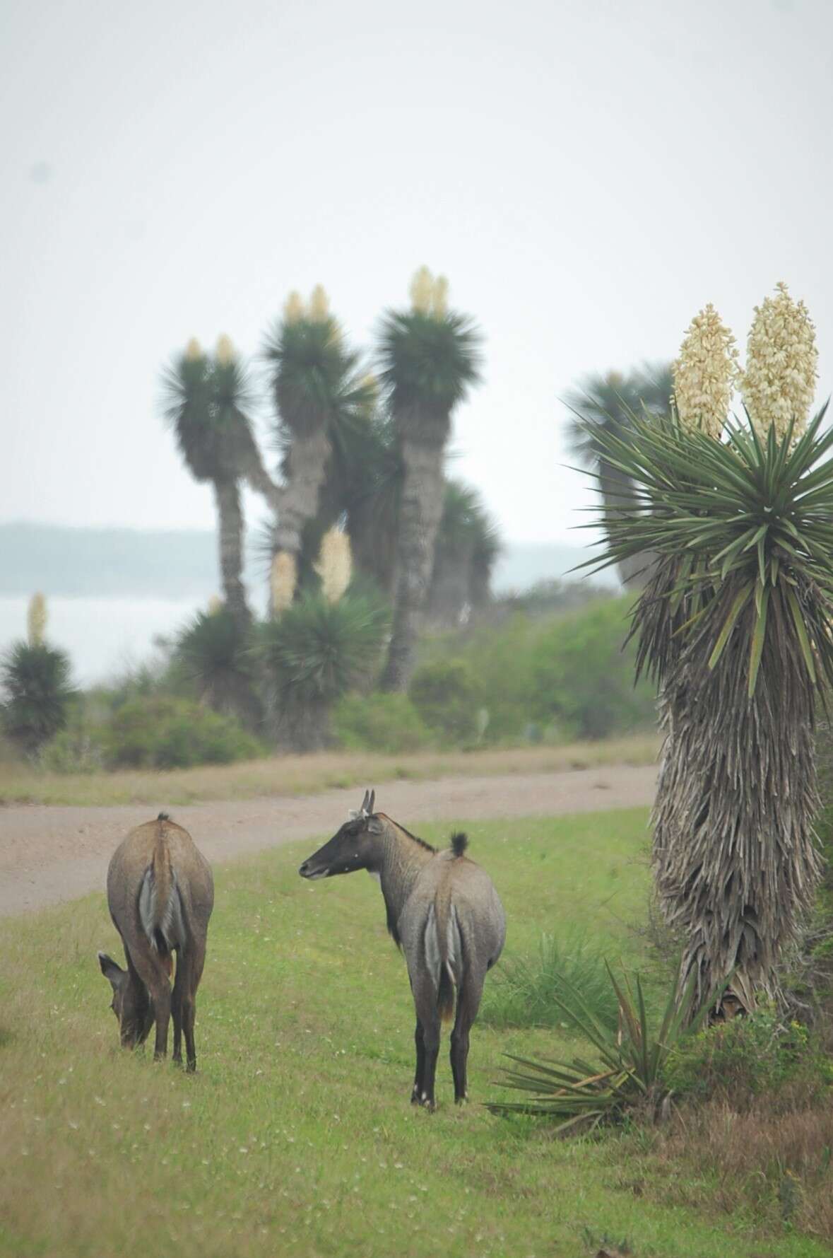 Boselaphus Blainville 1816 resmi