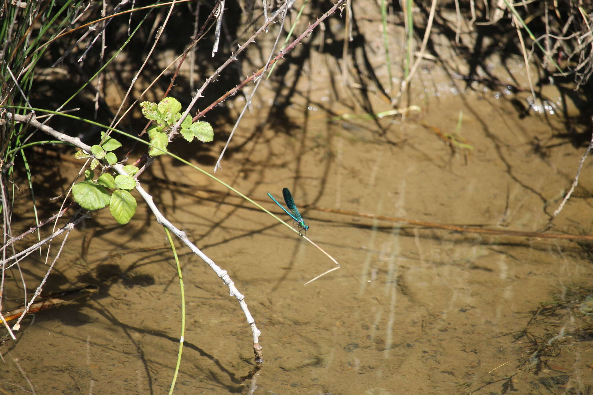 Image of Western Demoiselle