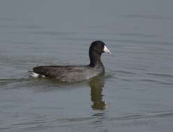 Image of Fulica Linnaeus 1758