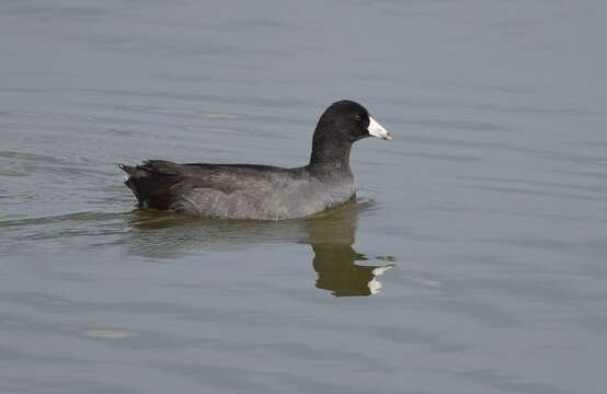 Image of Fulica Linnaeus 1758