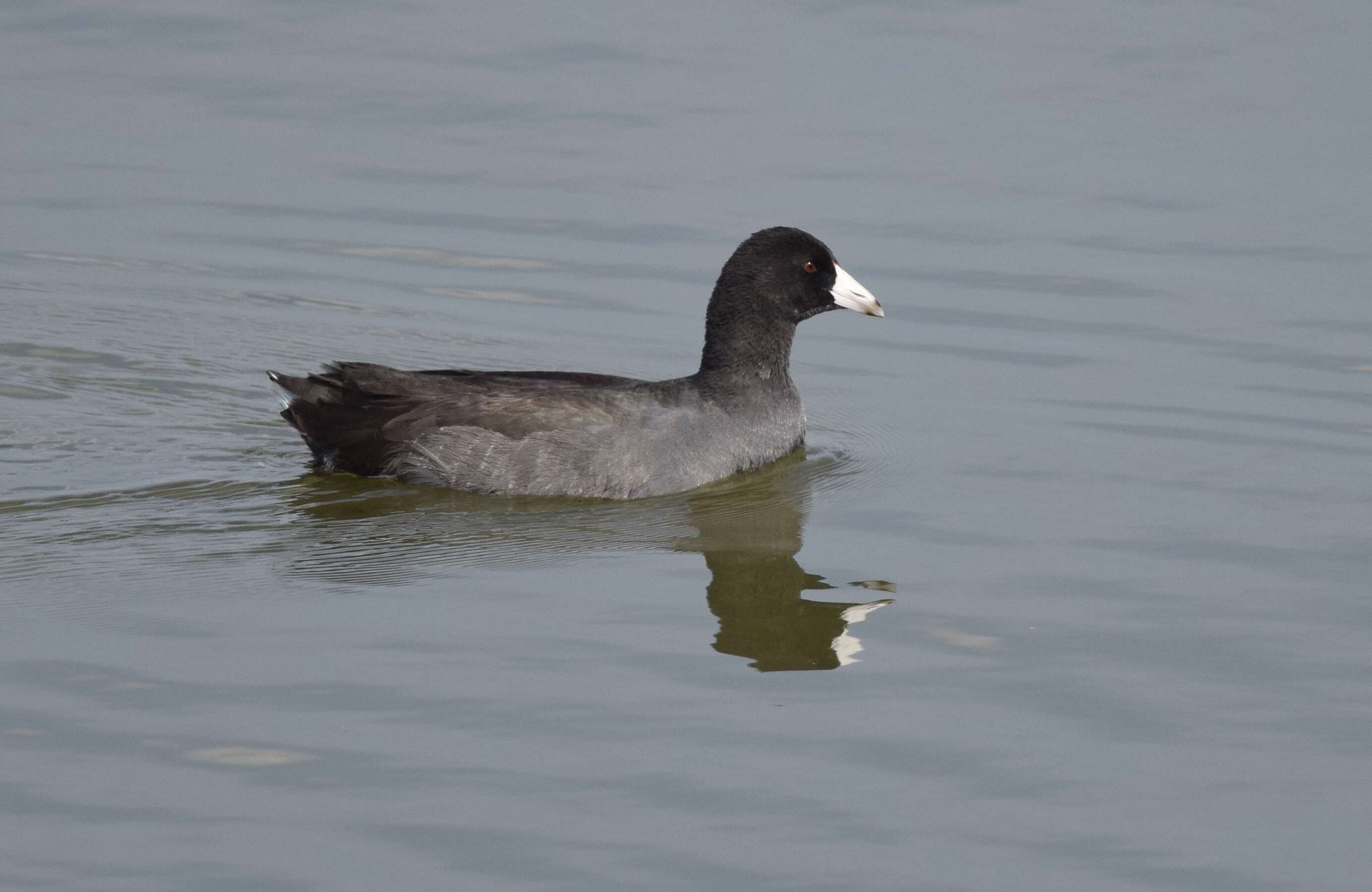 Image of Fulica Linnaeus 1758