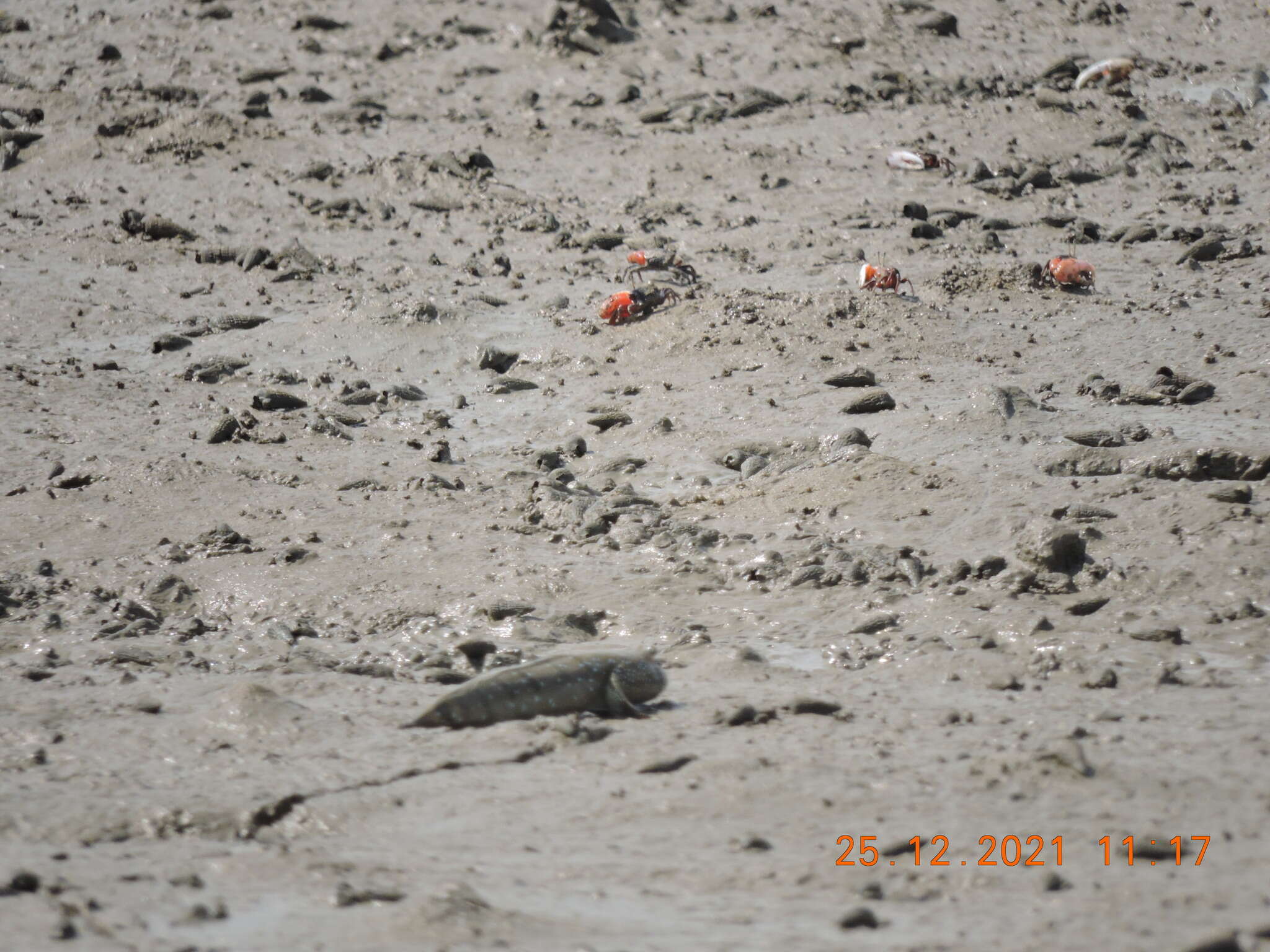 Image of Blue-spotted Mudskipper