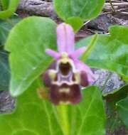 Image of Ophrys vetula Risso