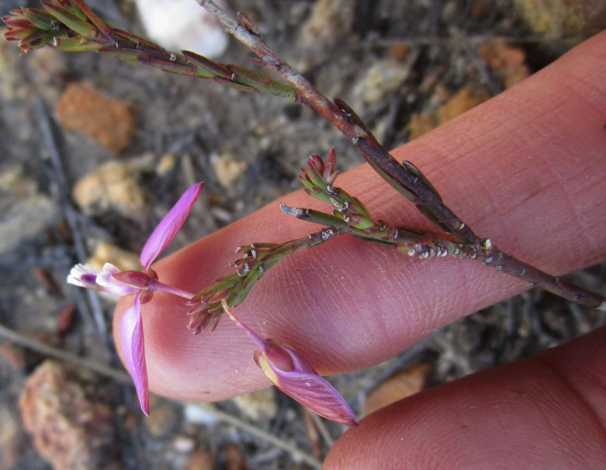 Image of Polygala microlopha var. microlopha