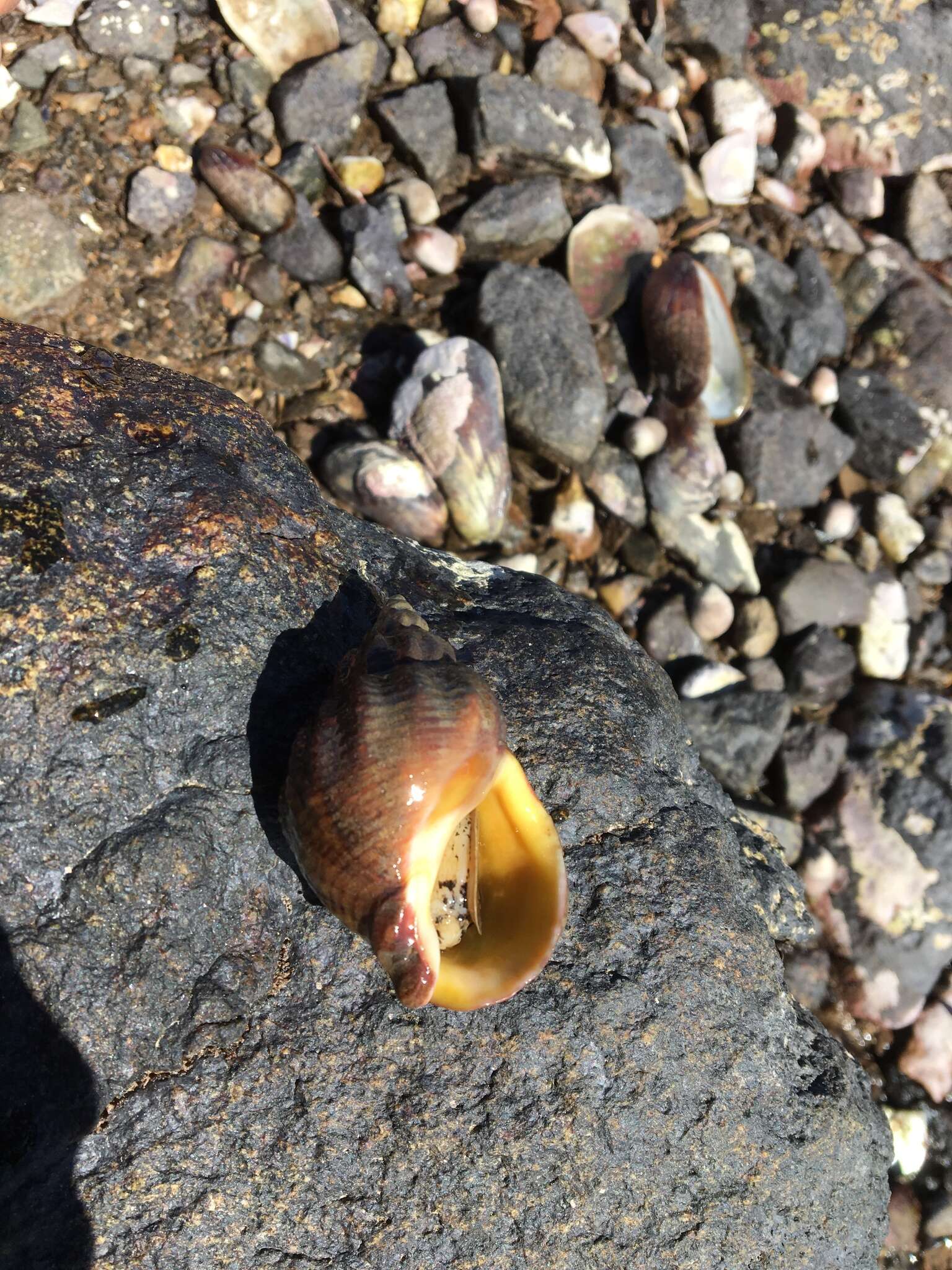 Image of Common whelk