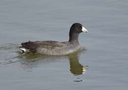 Image of Fulica Linnaeus 1758