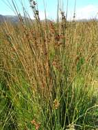 Image of Juncus amabilis Edgar