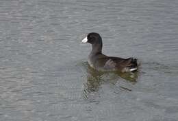 Image of Fulica Linnaeus 1758