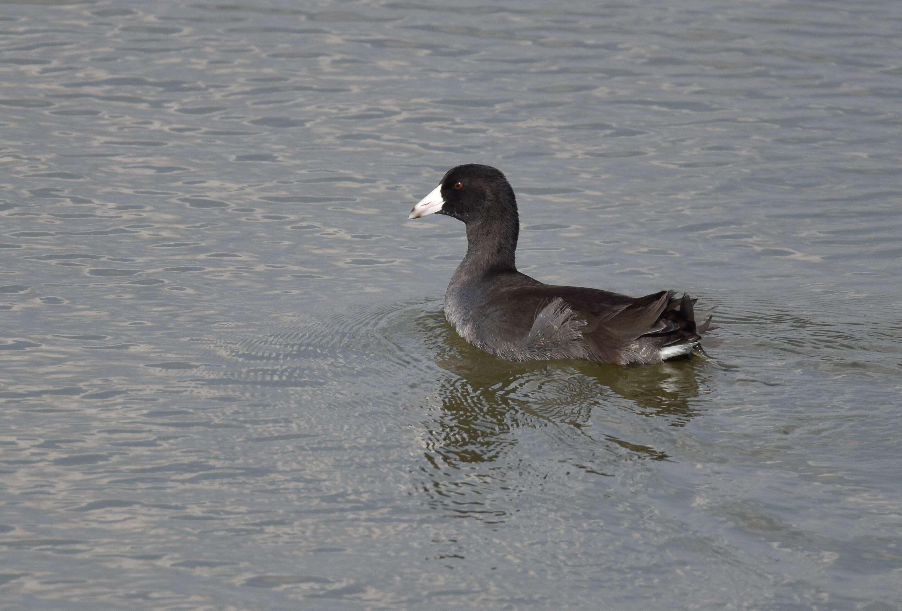 Image of Fulica Linnaeus 1758