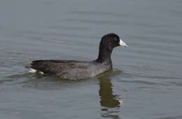 Image of Fulica Linnaeus 1758