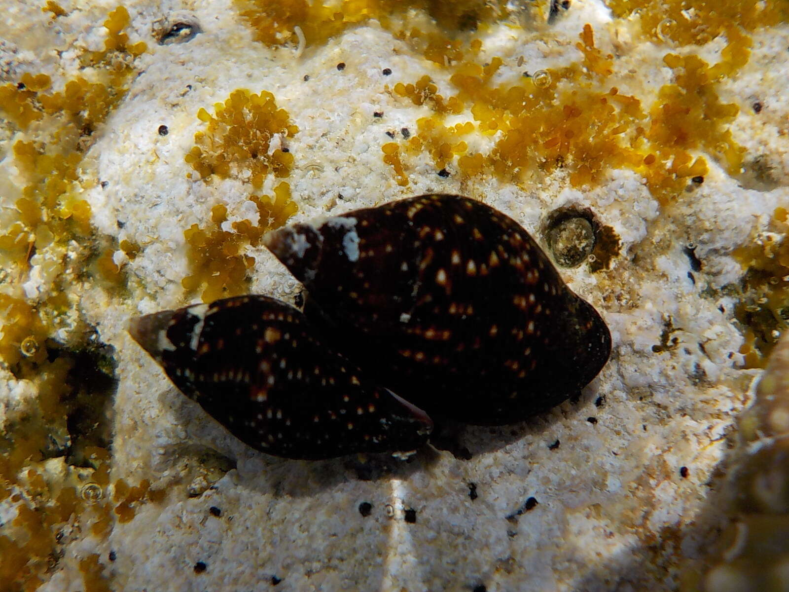 Image of spotted pisania