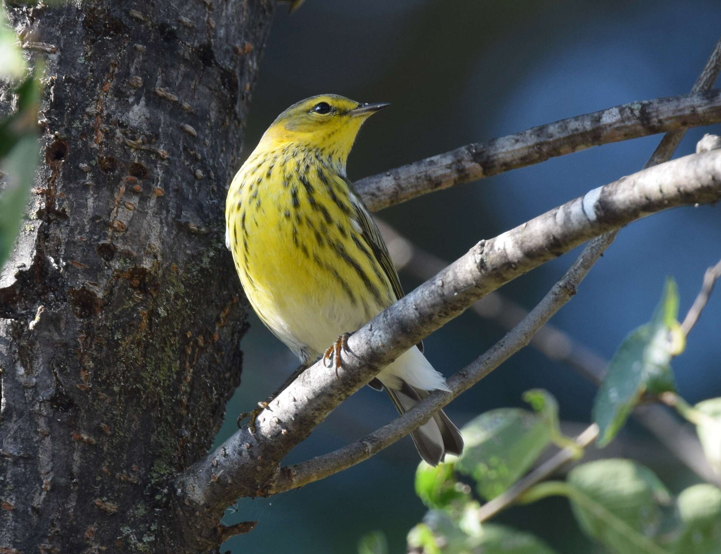 Image of Cape May Warbler