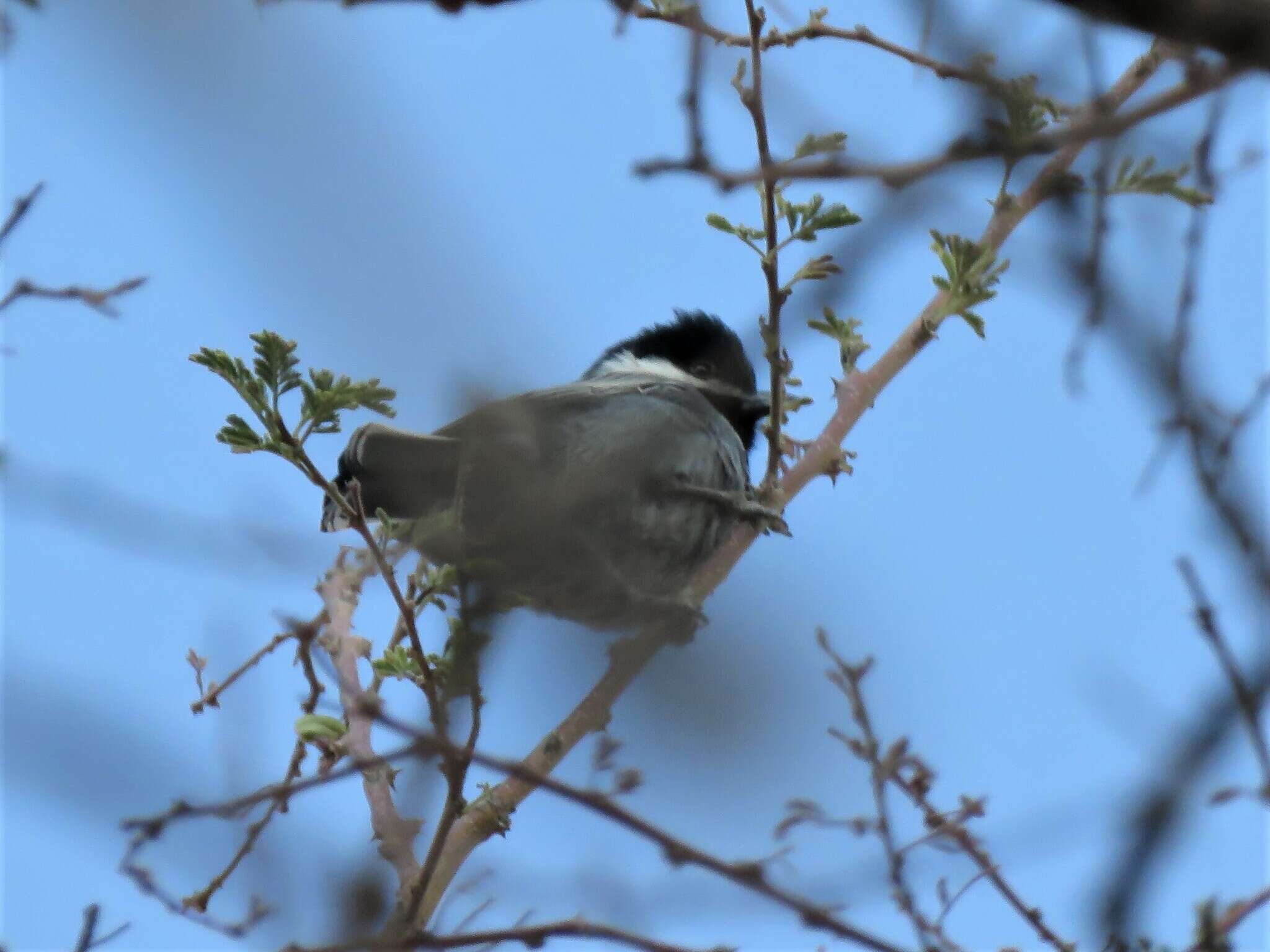 Plancia ëd Melaniparus cinerascens cinerascens (Vieillot 1818)