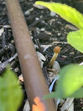 Conocybe aurea (Jul. Schäff.) Hongo 1963 resmi