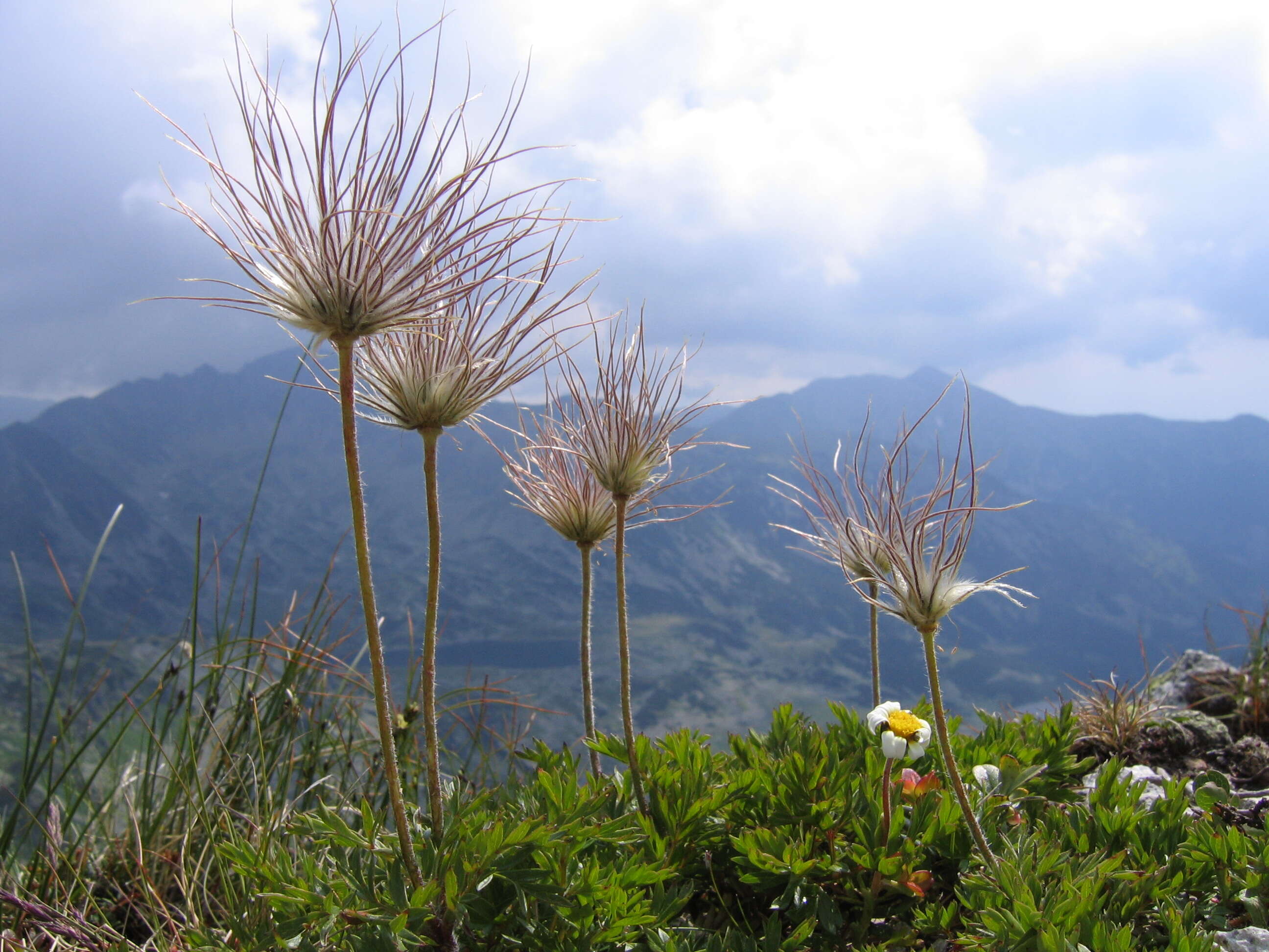 Image of alpine anemone