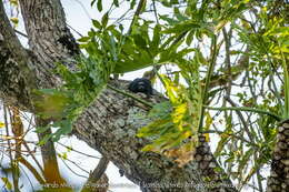 Image of golden-rumped lion tamarin