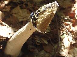 Image of Stinkhorn