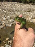 Image of Pool Frog
