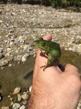 Image of Pool Frog