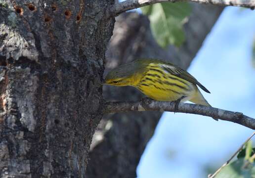 Image of Cape May Warbler