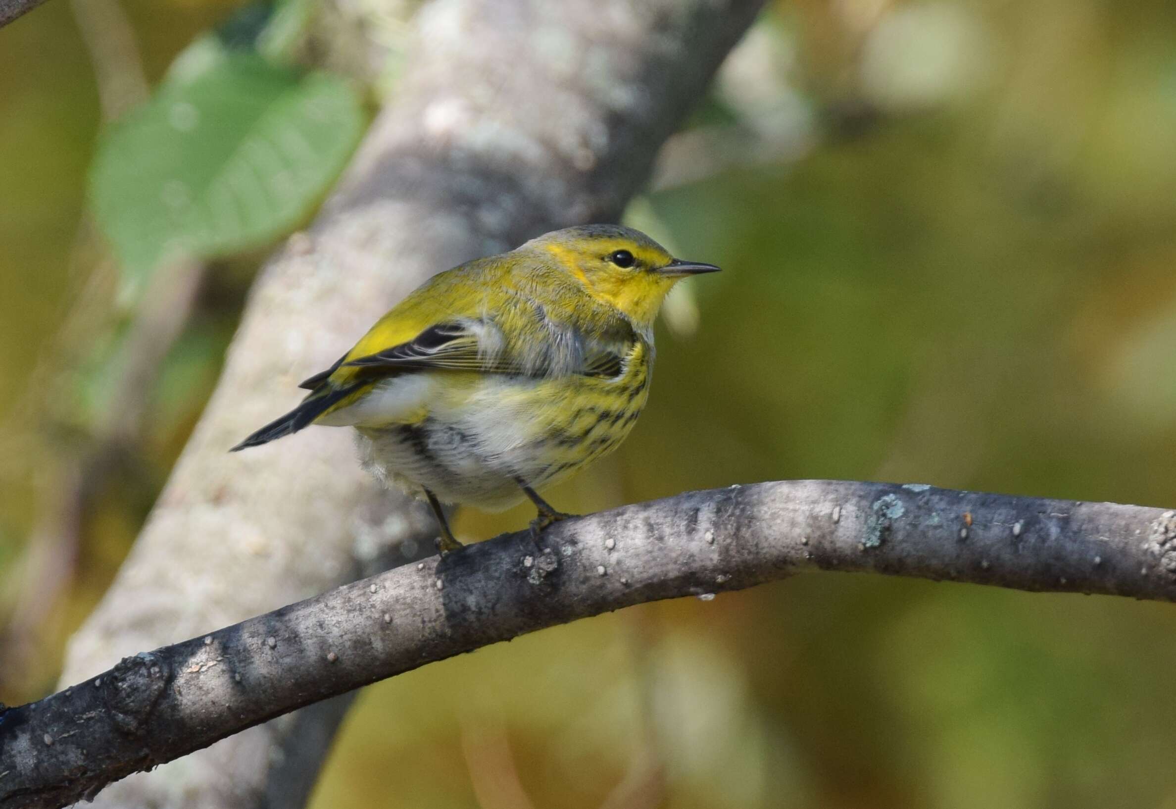 Image of Cape May Warbler