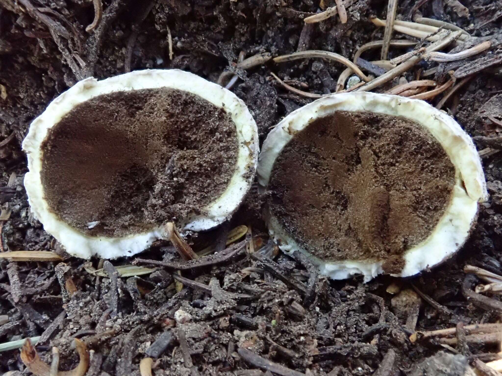 Imagem de Lycoperdon subcretaceum (Zeller) Jeppson & E. Larss. 2010