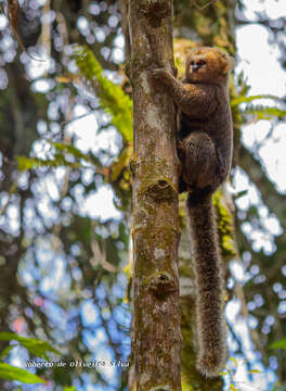 Image of Buffy-headed Marmoset