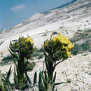 Image de Arnebia densiflora (Ledeb.) Ledeb.