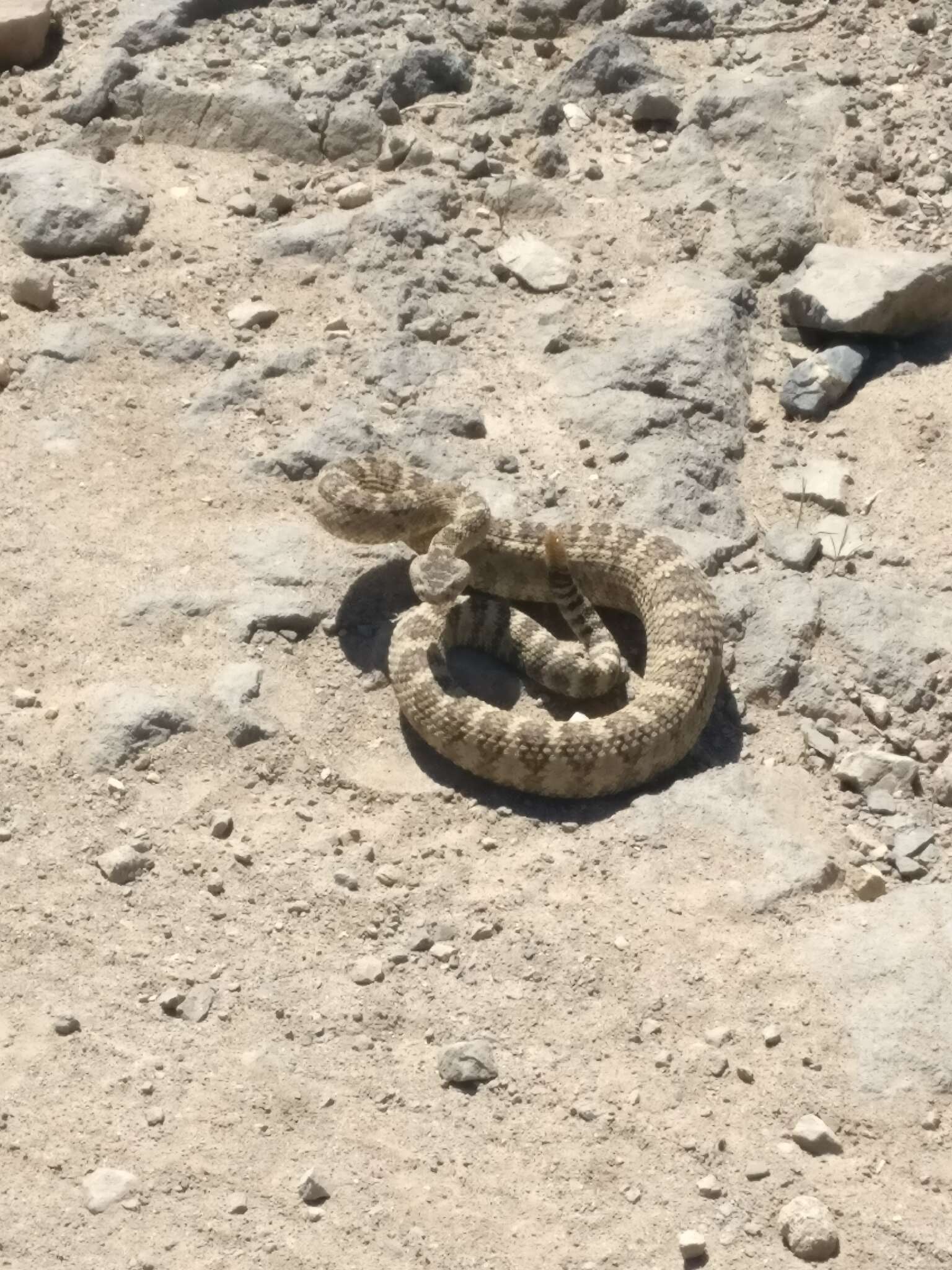 Image of Crotalus oreganus lutosus Klauber 1930