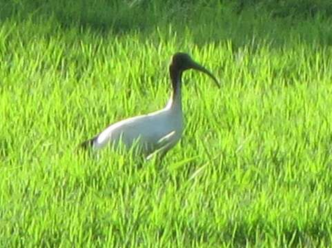 Sivun Threskiornis molucca molucca (Cuvier 1829) kuva