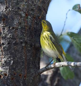 Image of Cape May Warbler