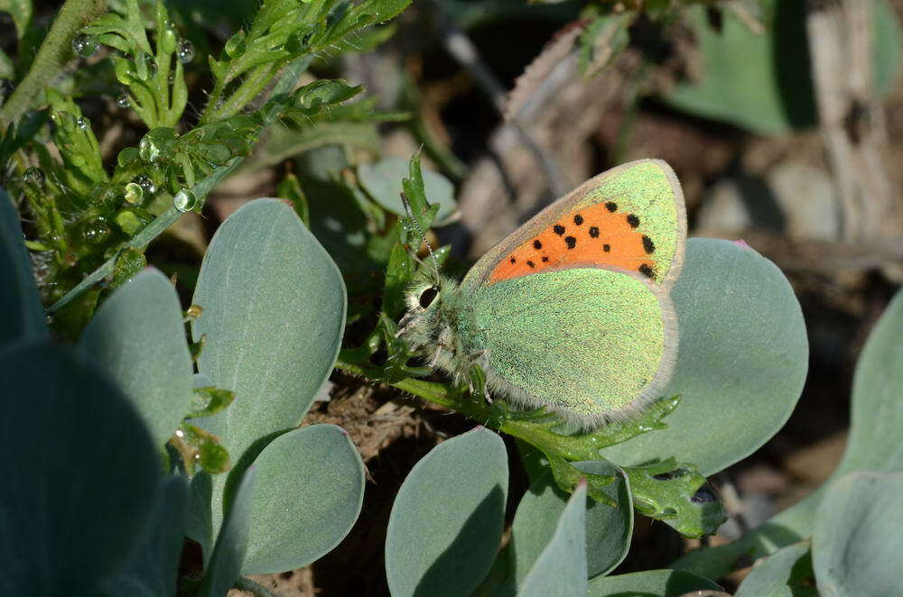 Image of <i>Tomares fedtschenkoi</i>