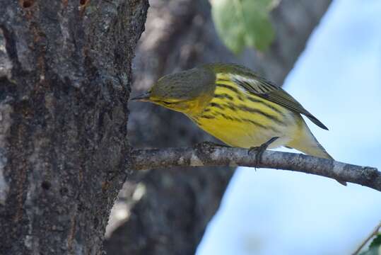 Image of Cape May Warbler