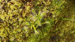 Imagem de Drosera stenopetala Hook. fil.