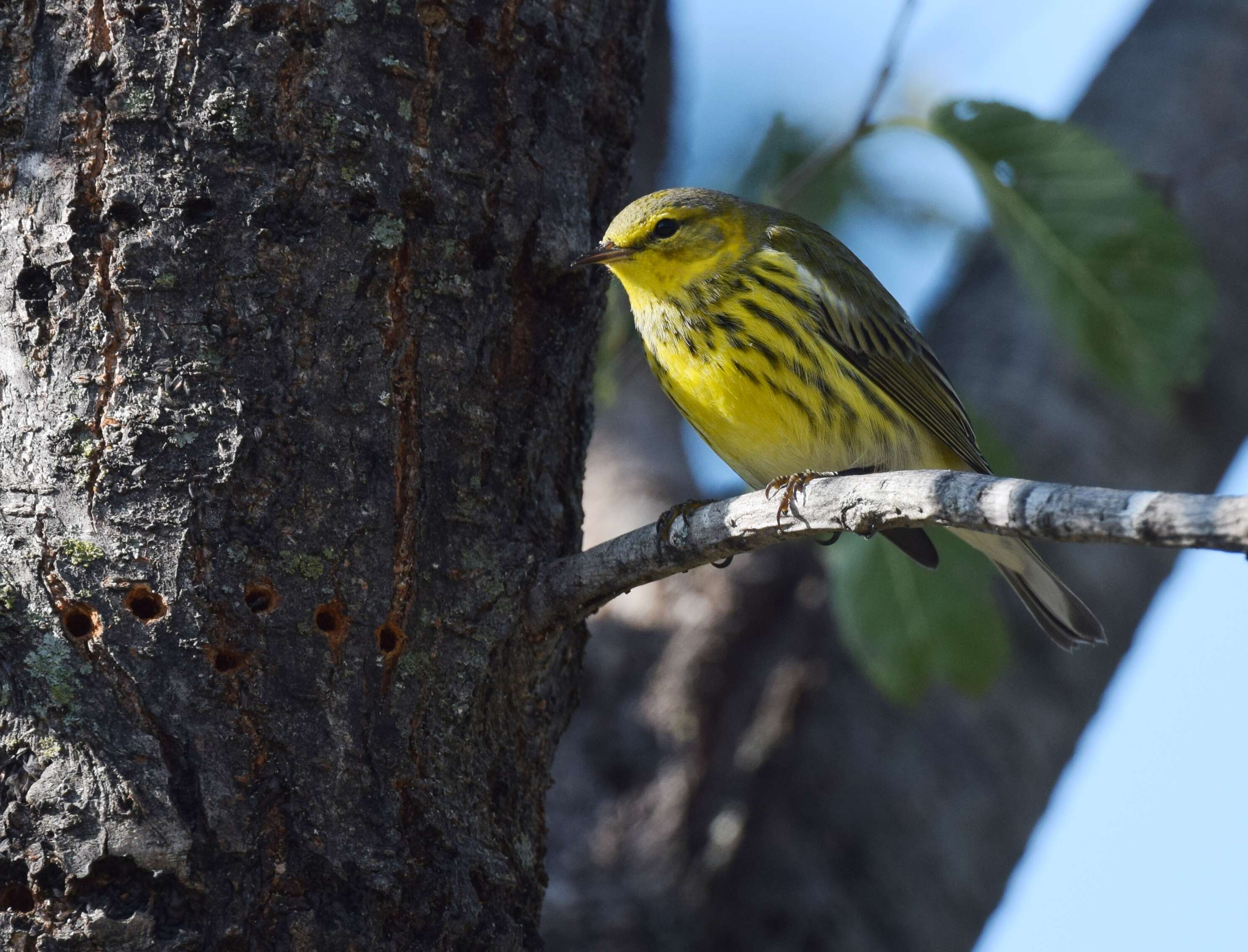 Image of Cape May Warbler