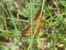 Image of Idaea flaveolaria