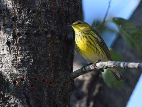 Image of Cape May Warbler