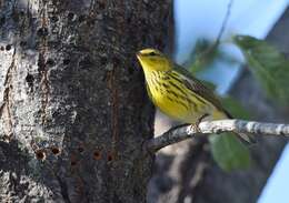 Image of Cape May Warbler