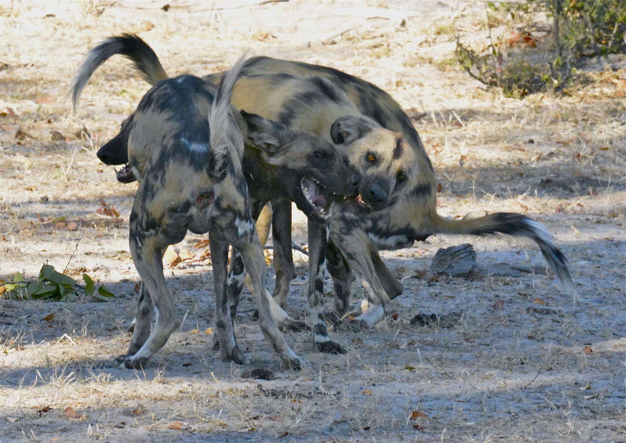 Lycaon pictus pictus (Temminck 1820)的圖片