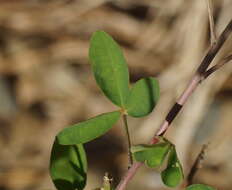 صورة Crotalaria pallida Aiton