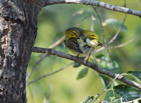 Image of Cape May Warbler