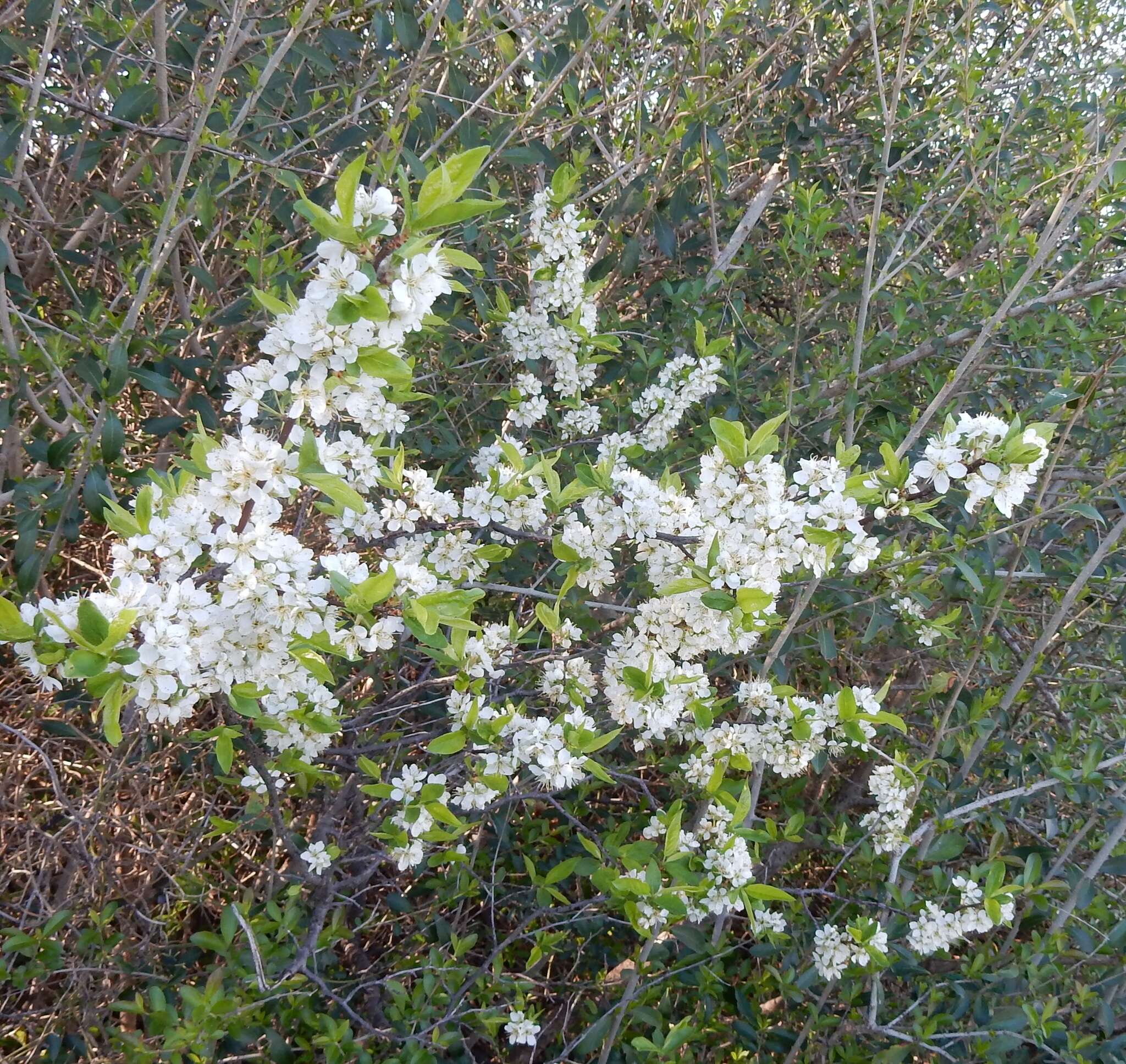 Imagem de Prunus rivularis Scheele