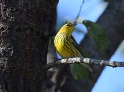 Image of Cape May Warbler